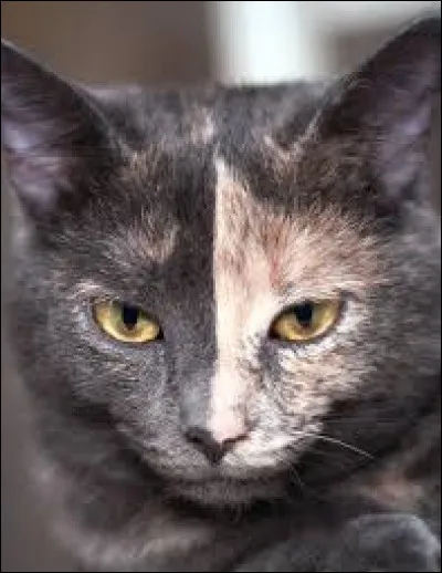 Quel est le nom de guerrier de Nuage Épineux ?