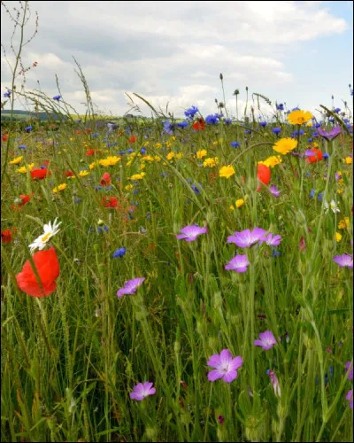 Quelle est la fleur permettant de confectionner le bonbon de Toulouse ?