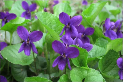 Quelle est la fleur permettant de confectionner le bonbon de Toulouse ?