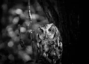 Quiz Les animaux nocturnes