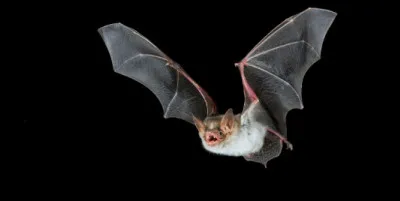 Quel est le principal sens développé chez les chauves-souris pour naviguer dans l'obscurité ?