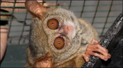 Quel prédateur nocturne possède de grands yeux et est capable de voir dans des conditions de faible luminosité ?