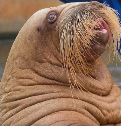 Quelle créature nocturne a des moustaches très développées pour l'aider à naviguer dans l'obscurité ?