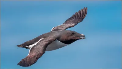 Quelle créature nocturne est célèbre pour sa vitesse et ses capacités de vol silencieux ?