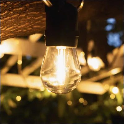 Quel petit insecte nocturne est connu pour ses lumières bioluminescentes ?