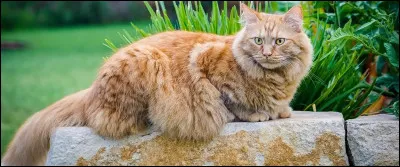 Quel est cet animal ?