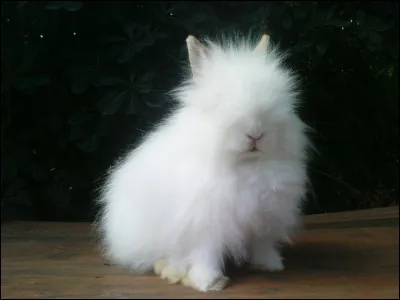 Quel est cet animal ?