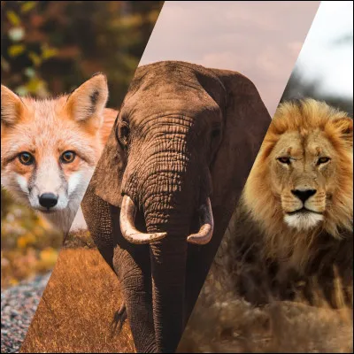 Quel est ton animal pr&eacute;f&eacute;r&eacute; ?