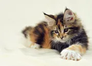 Quiz Les races de chats