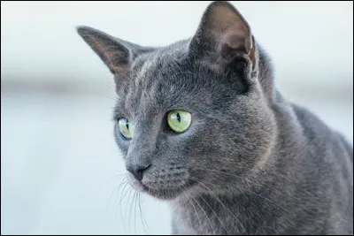 Quelle est la race du chat visible sur la photo ?