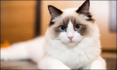 Quelle est la race de ce chat ?