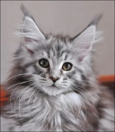Enfin, à quelle race appartient ce chat ?