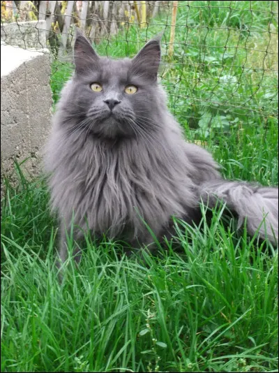 Comment sera son pelage ?