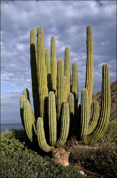 Quelle est la taille du plus grand cactus, le Pachycereus pringlei ?