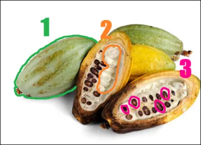Nommez les trois parties du fruit du cacaoyer.