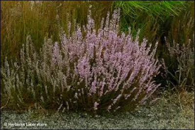 À quelle famille appartiennent les bruyères ?