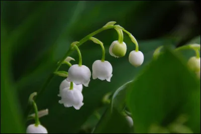 Quelle qualité te définit le mieux  ? (2)