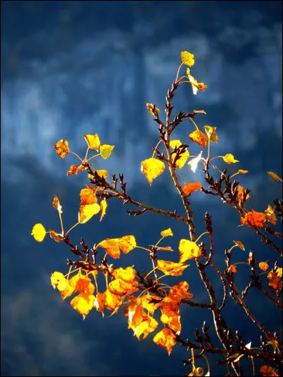 Quelle qualité te définit le mieux  ? (3)