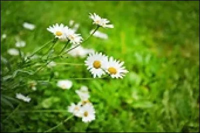 Pierre Bachelet - Vingt ans - En ce temps-là, sur les premiers transistors, que jouait Sydney Bechet ?