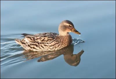 Philippe Clay - Le danseur de charleston - Où dansait-il le charleston quand il avait trente ans ?