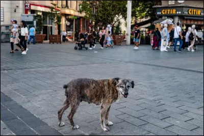 Un chien errant est devant toi. Il est inoffensif et cherche ton attention, que fais-tu ?