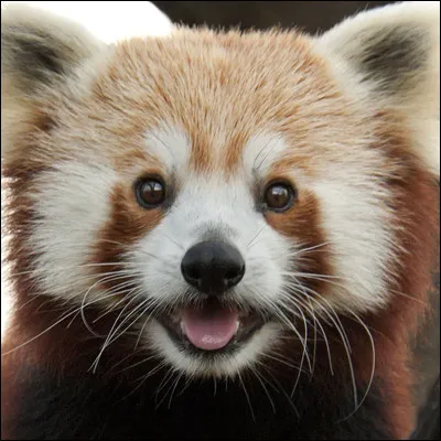 Pour toi, quel est l'animal le plus mignon ?