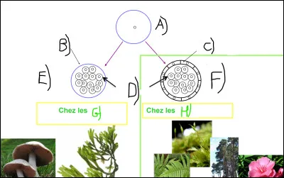 Complétez le schéma avec les bons mots grâce à vos réponses précédentes.