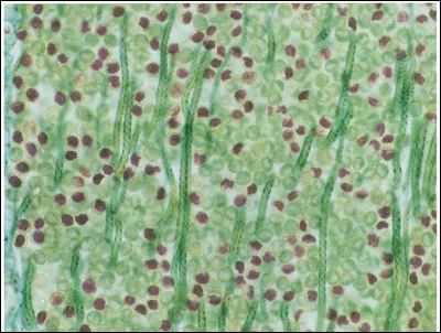 Dites à quoi correspondent les différents composants de cette image.