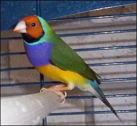 Quel est cet oiseau ?