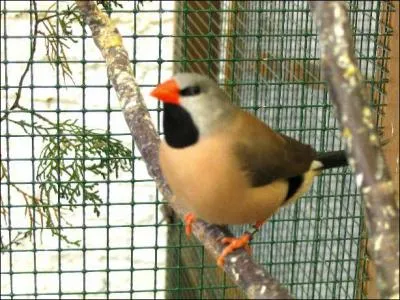 Quel est cet oiseau ?