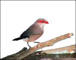 Quel est cet oiseau ?