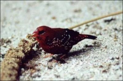 Quel est cet oiseau ?