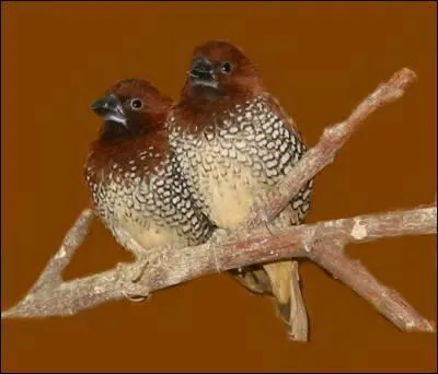 Quel est cet oiseau ?