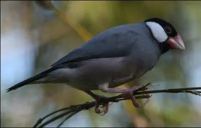 Quel est cet oiseau ?