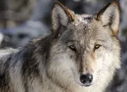 Test Quel loup serais-tu ?