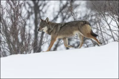 Tu croises un loup dominant, que fais-tu ?
