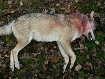 L'un des membres de ta meute meurt, tué par la meute ennemie, que fais-tu ?