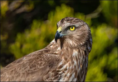 Cet oiseau est un papangue :