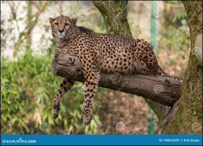 Ok. Bon, dernière question. Le guépard est l'animal le plus rapide de la planète Terre (que ce soit parmi les animaux marins, terrestres ou des airs) :