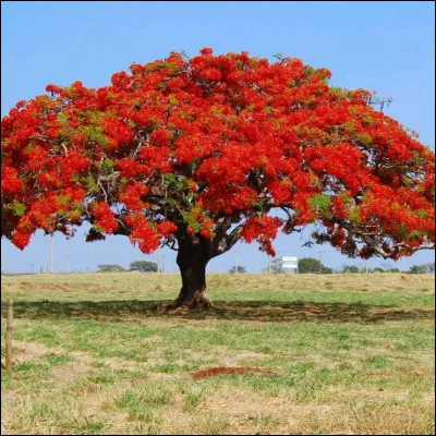 Cet arbre s'appelle un flamboyant :