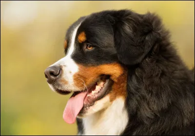 Quel beau chien ! Oh, mais que fait-il pour dire qu'il est content ou qu'il t'aime ?