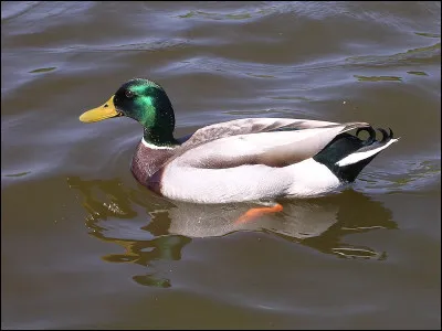 Oh ! Un petit canard dans l'eau. Mais, dis, quel bruit fait-il, lui ?