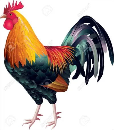 Oh ! Le joli coq ! Quel bruit fait-il pour te réveiller le matin ?