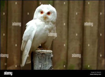 Waouh ! Ce magnifique oiseau, mais c'est un hibou ! Et lui, il dit...