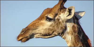 Quelle catégorie d'animaux préfères-tu ? (Suite)