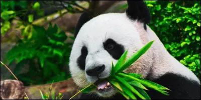 Quel animal de compagnie préfères-tu ?