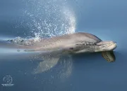 Test Es-tu un oiseau ou un dauphin ?