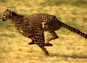 Quiz Les animaux, test de rapidit