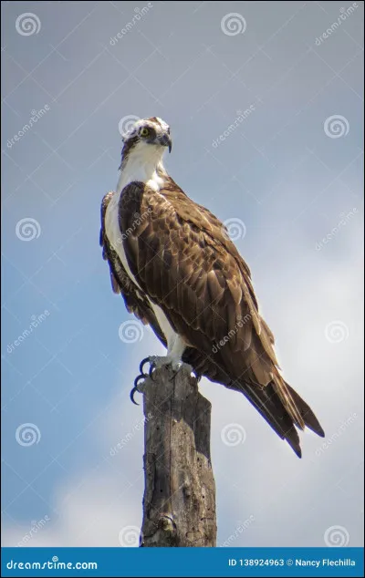 Est-ce une poule ou un rapace ?