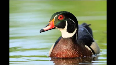 Est-ce une poule d'eau ?